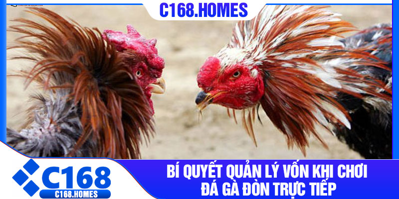 Bí quyết quản lý vốn khi chơi đá gà đòn trực tiếp