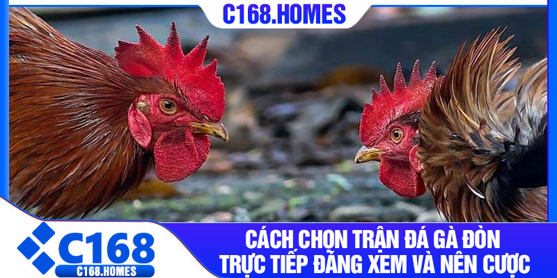 Cách chọn trận đá gà đòn trực tiếp đáng xem và nên cược