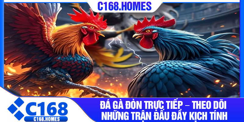 Đá Gà Đòn Trực Tiếp – Theo Dõi Những Trận Đấu Đầy Kịch Tính