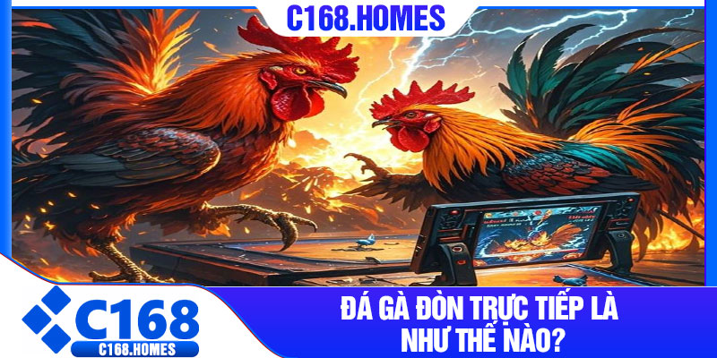 Đá gà đòn trực tiếp là như thế nào?