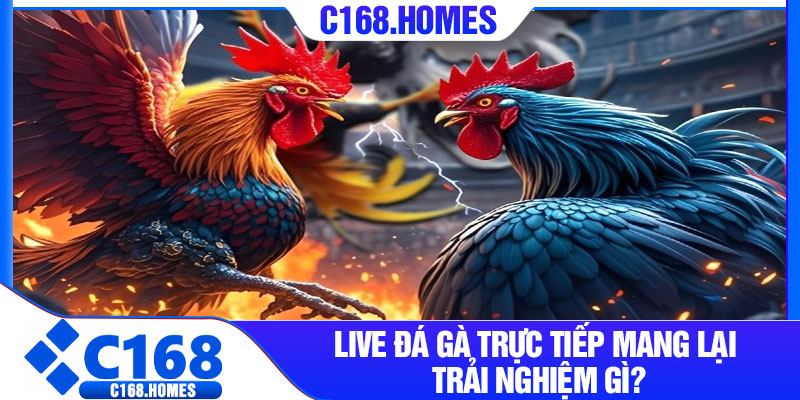 Live đá gà trực tiếp mang lại trải nghiệm gì?