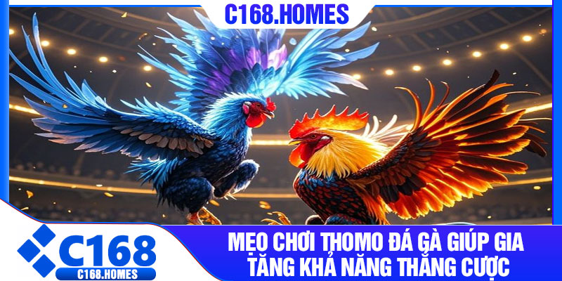 Mẹo chơi Thomo đá gà giúp gia tăng khả năng thắng cược