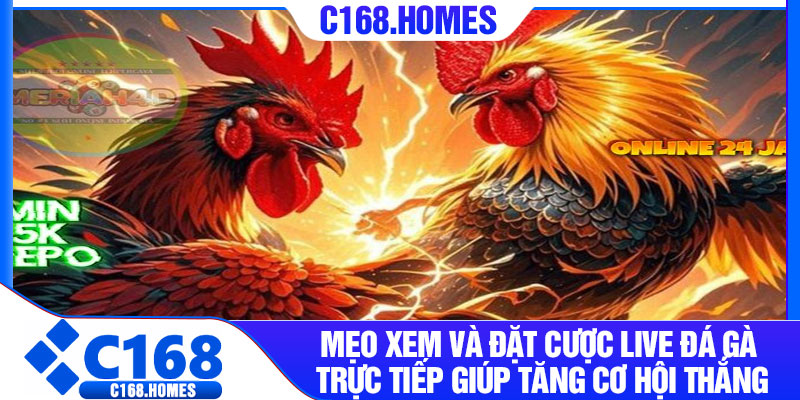 Mẹo xem và đặt cược live đá gà trực tiếp giúp tăng cơ hội thắng