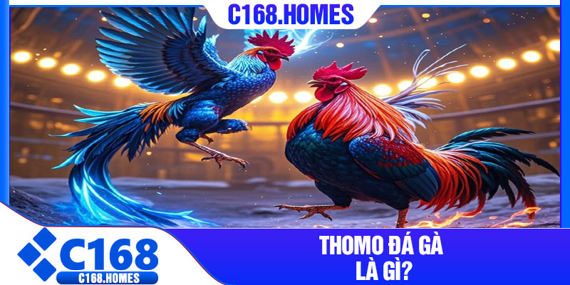 Thomo đá gà là gì?